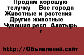 Продам хорошую телучку. - Все города Животные и растения » Другие животные   . Чувашия респ.,Алатырь г.